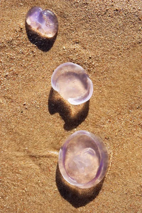 Gerahmter Druck : Taubenhai in der Sanddüne Gerahmter Druck : Taubenhai in der Sanddüne