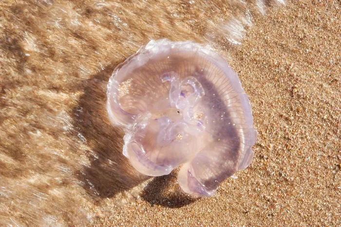 Gerahmter Druck : Medusen im Sand. Gerahmter Druck : Medusen im Sand.
