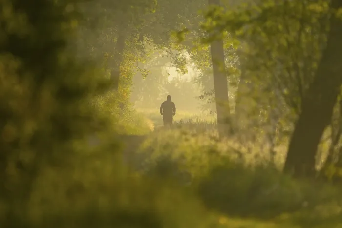 Gerahmter Druck : Laufende Jogger auf einem Waldweg. Gerahmter Druck : Laufende Jogger auf einem Waldweg.