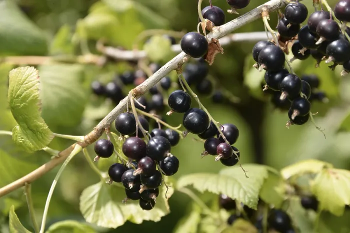 Gerahmter Druck : Josta-Beeren Gerahmter Druck : Josta-Beeren