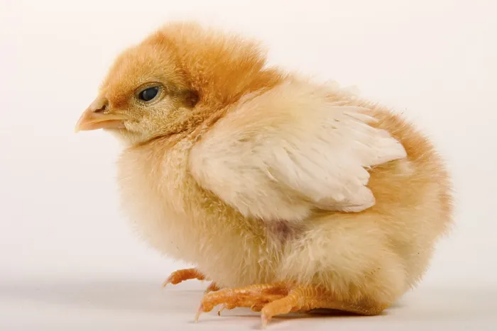 Gerahmter Druck : Der Jung-Huhn Gerahmter Druck : Der Jung-Huhn