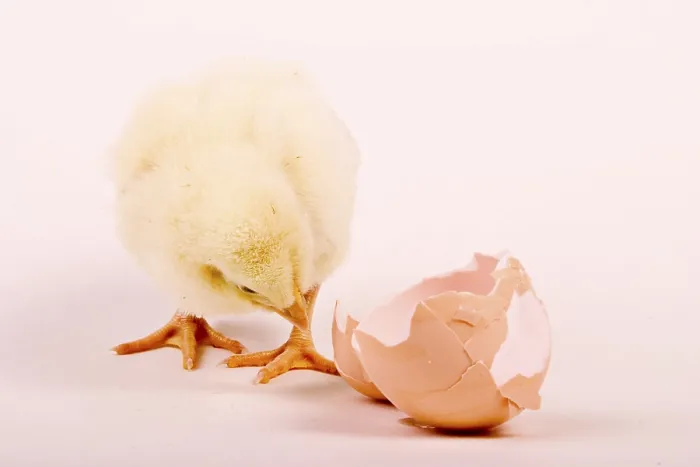 Gerahmter Druck : Junge Hähnchen Gerahmter Druck : Junge Hähnchen