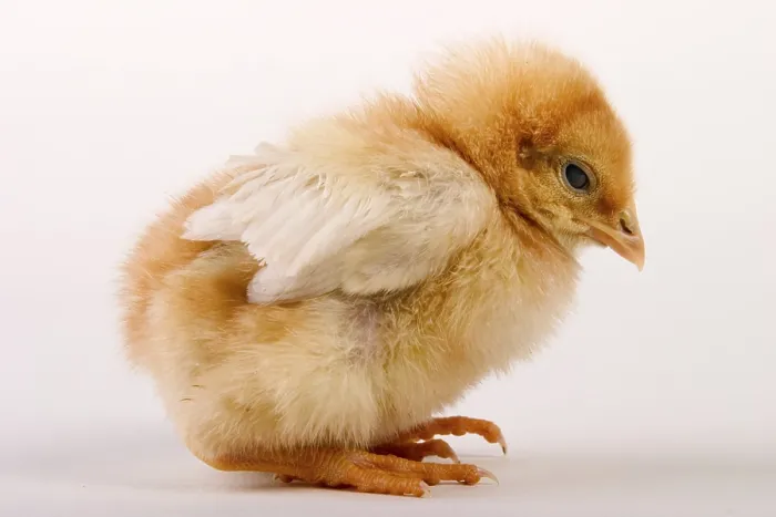 Gerahmter Druck : Junges Huhn Gerahmter Druck : Junges Huhn