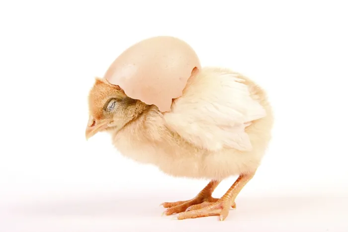 Gerahmter Druck : Junges Huhn Gerahmter Druck : Junges Huhn