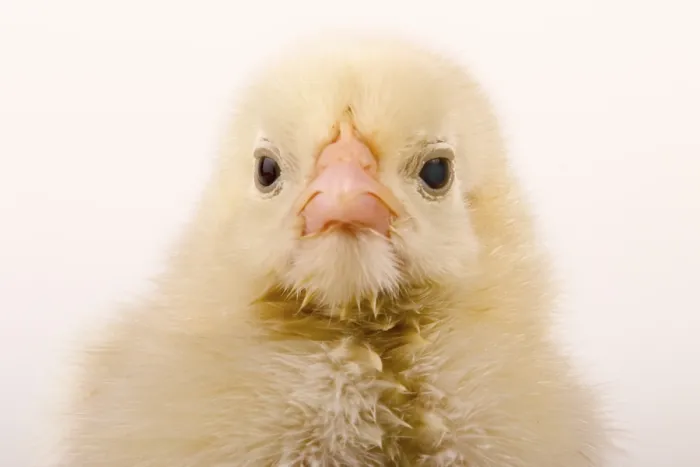 Gerahmter Druck : Junges Huhn Gerahmter Druck : Junges Huhn