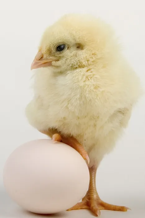 Gerahmter Druck : Junges Hähnchen mit Ei. Gerahmter Druck : Junges Hähnchen mit Ei.