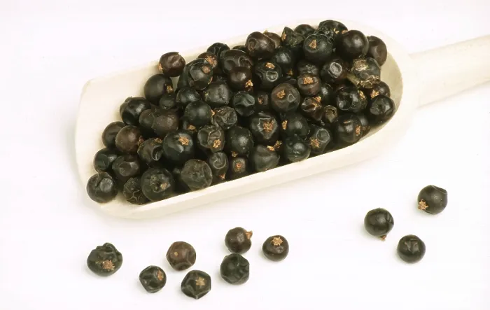 Gerahmter Druck : Juniperbärchöre, Früchte des Gemeinen Wacholders (Juniperus communis) Gerahmter Druck : Juniperbärchöre, Früchte des Gemeinen Wacholders (Juniperus communis)