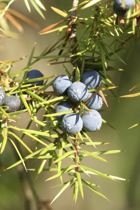 Gerahmter Druck : Juniperbeeren auf einem Wacholderstrauch. Gerahmter Druck : Juniperbeeren auf einem Wacholderstrauch.