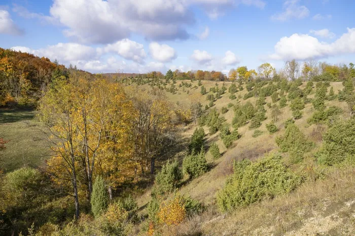 Gerahmter Druck : Juniperheide im Herbst, Gemeine Wacholder (Juniperus communis) Gerahmter Druck : Juniperheide im Herbst, Gemeine Wacholder (Juniperus communis)