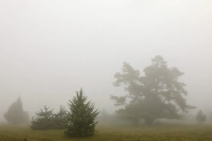 Gerahmter Druck : Jenipfer Heide in der Nebel, Jenipfer. Gerahmter Druck : Jenipfer Heide in der Nebel, Jenipfer.