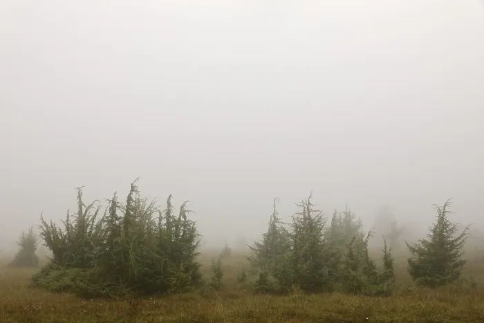 Gerahmter Druck : Juniperbüsche im Nebel, juniper. Gerahmter Druck : Juniperbüsche im Nebel, juniper.