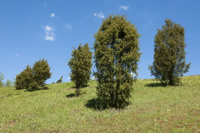 Gerahmter Druck : Wacholderheide, Gemeiner Wacholder (Juniperus communis) Gerahmter Druck : Wacholderheide, Gemeiner Wacholder (Juniperus communis)