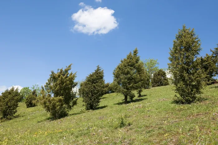Gerahmter Druck : Junipergewächsholz, Gemeine Wacholder (Juniperus communis) Gerahmter Druck : Junipergewächsholz, Gemeine Wacholder (Juniperus communis)