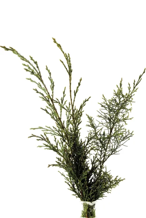 Gerahmter Druck : Juniperus-AST Gerahmter Druck : Juniperus-AST
