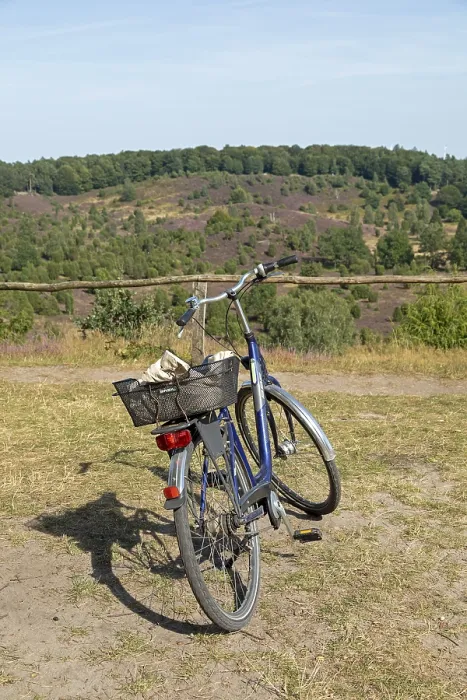 Gerahmter Druck : Juniperus communis, Fahrrad Gerahmter Druck : Juniperus communis, Fahrrad