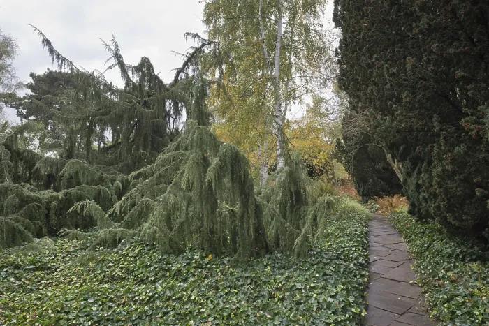 Gerahmter Druck : Juniper (Juniperus communis 'Horstmann') Gerahmter Druck : Juniper (Juniperus communis 'Horstmann')