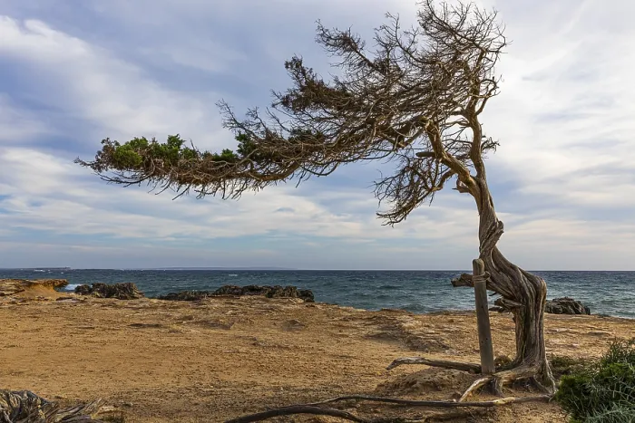 Gerahmter Druck : Juniperus auf Salines Beach vom Wind geformt.