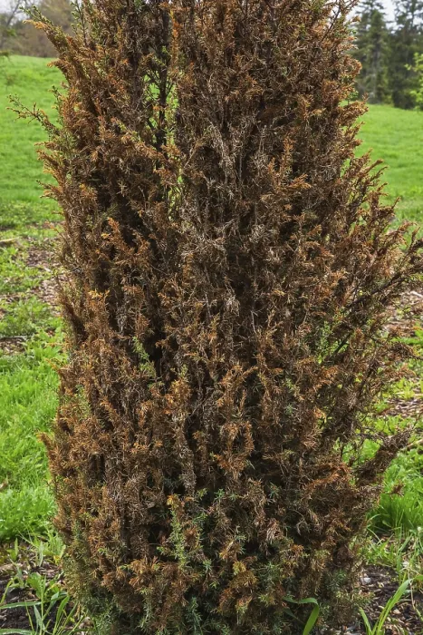 Gerahmter Druck : Juniperus communis Compressa Gerahmter Druck : Juniperus communis Compressa