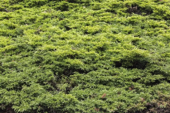 Gerahmter Druck : Juniperus horizontalis 'Glauca' Gerahmter Druck : Juniperus horizontalis 'Glauca'