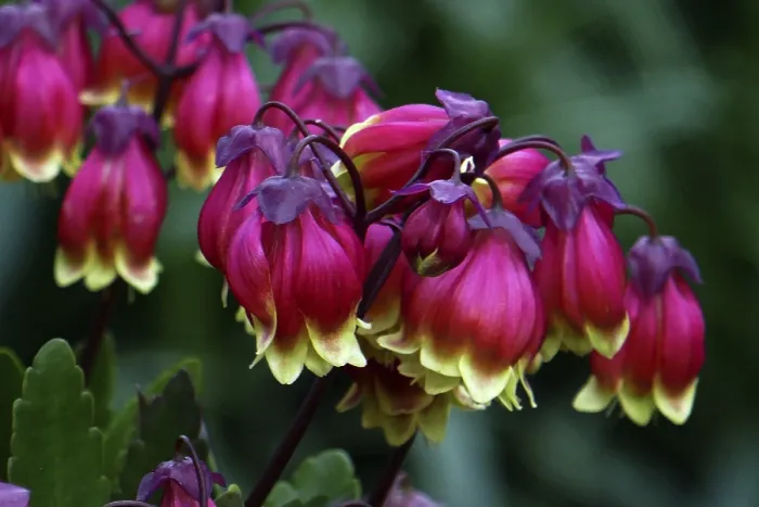 Gerahmter Druck : Kalanchoe miniata Gerahmter Druck : Kalanchoe miniata