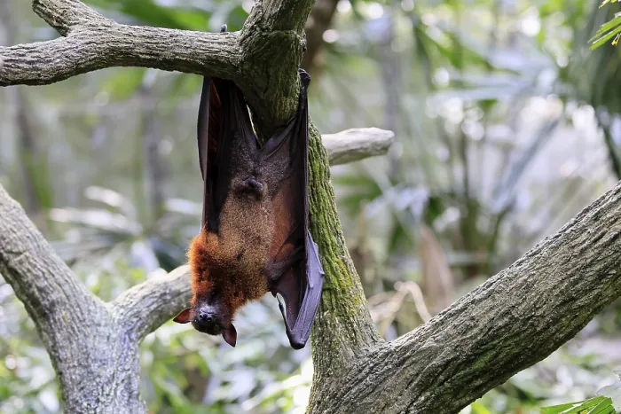 Gerahmter Druck : Flughund des Kalong (Pteropus vampyrus) Gerahmter Druck : Flughund des Kalong (Pteropus vampyrus)