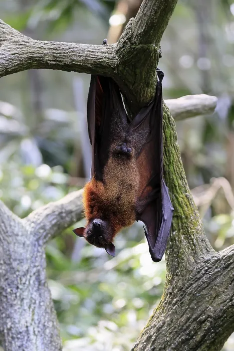 Gerahmter Druck : Flughund vom Kalong (Pteropus vampyrus)