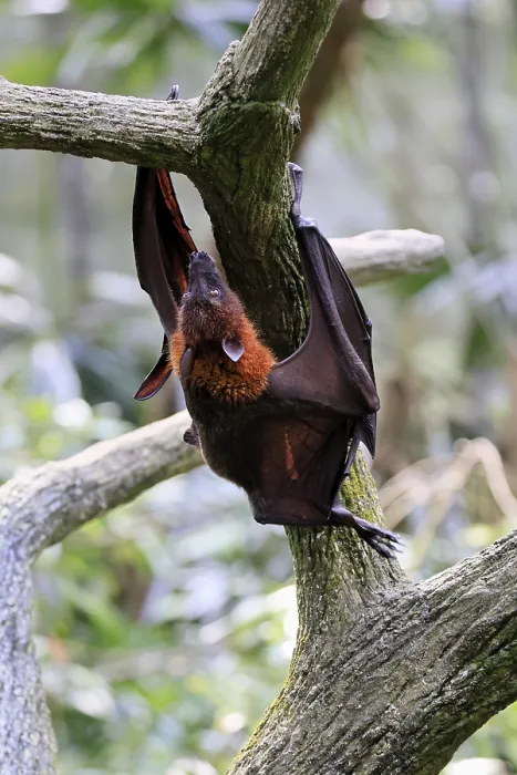 Gerahmter Druck : Flughund des Kalong (Pteropus vampyrus) Gerahmter Druck : Flughund des Kalong (Pteropus vampyrus)