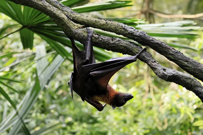 Gerahmter Druck : Flughund des Kalong (Pteropus vampyrus) Gerahmter Druck : Flughund des Kalong (Pteropus vampyrus)