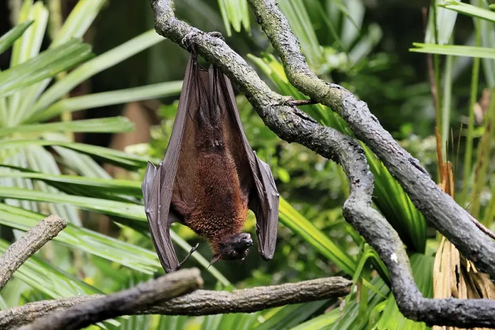 Gerahmter Druck : Flughund des Kalong (Pteropus vampyrus)