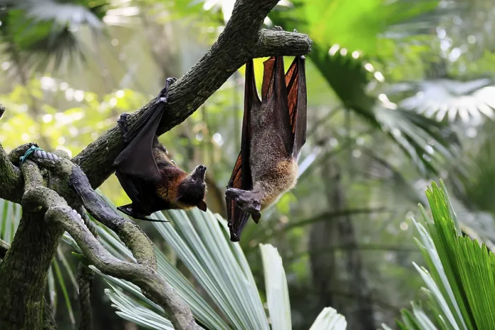 Gerahmter Druck : Flughund des Kalong (Pteropus vampyrus) Gerahmter Druck : Flughund des Kalong (Pteropus vampyrus)