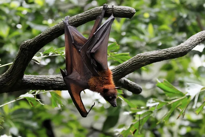 Gerahmter Druck : Flughund des Kalong (Pteropus vampyrus) Gerahmter Druck : Flughund des Kalong (Pteropus vampyrus)
