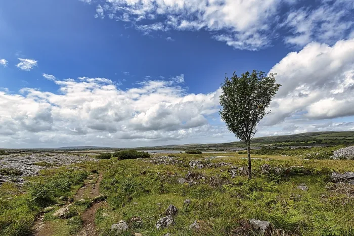 Gerahmter Druck : Kalkstein-Landschaft mit einzelnen Baum. Gerahmter Druck : Kalkstein-Landschaft mit einzelnen Baum.