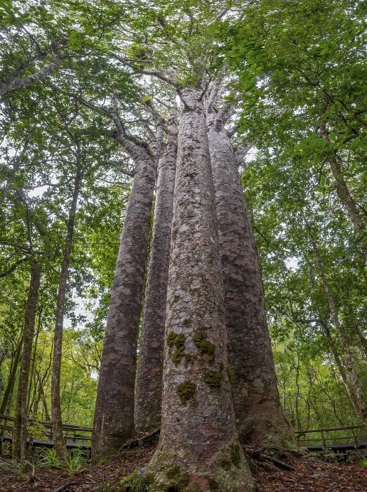 Gerahmter Druck : Vier Kauri-Bäume (Agathis australis), die sich stehen. Gerahmter Druck : Vier Kauri-Bäume (Agathis australis), die sich stehen.