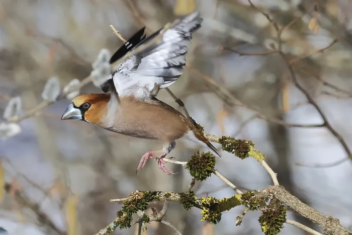 Gerahmter Druck : Kernbeisser, Cocco thraustes coccothraustes Gerahmter Druck : Kernbeisser, Cocco thraustes coccothraustes