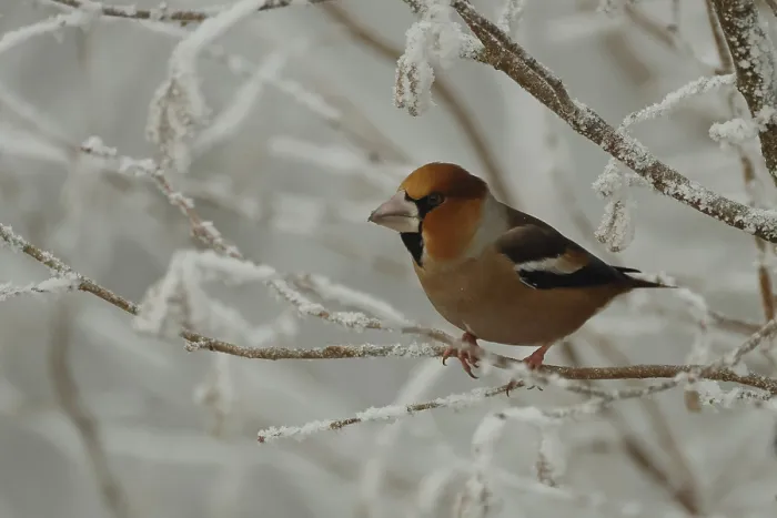 Gerahmter Druck : Kernbeisser, Coccothraustes coccothraustes Gerahmter Druck : Kernbeisser, Coccothraustes coccothraustes