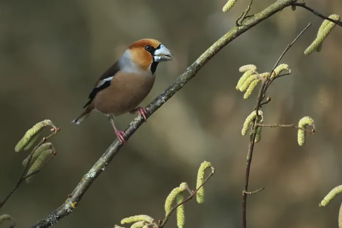Gerahmter Druck : Kernbeisser, Coccothraustes coccothraustes Gerahmter Druck : Kernbeisser, Coccothraustes coccothraustes