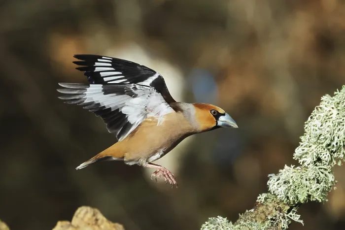 Gerahmter Druck : Kernbeisser (Coccothraustes coccothraustes) in Flug, Burbach, Nordrhein-Westfalen.