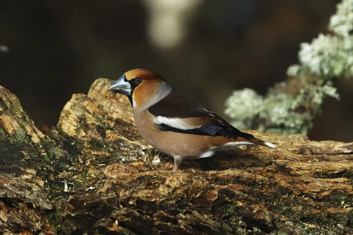 Gerahmter Druck : Kernbeisser, Coccothraustes coccothraustes Gerahmter Druck : Kernbeisser, Coccothraustes coccothraustes