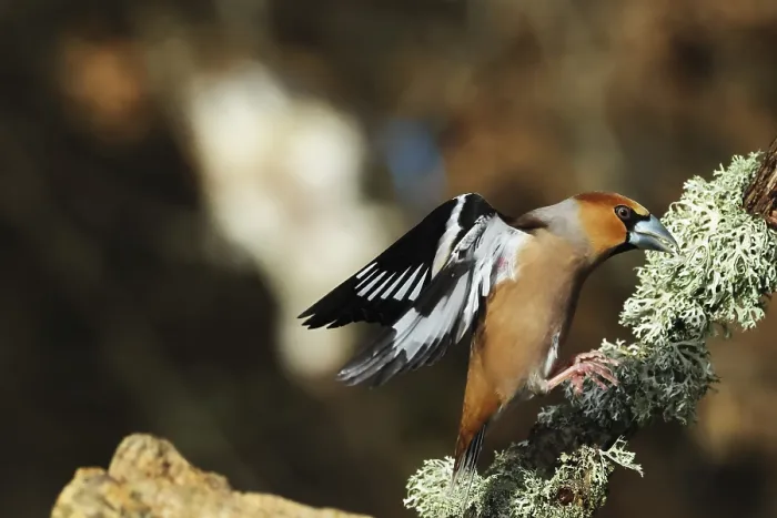 Gerahmter Druck : Kernbeisser, Coccothraustes coccothraustes Gerahmter Druck : Kernbeisser, Coccothraustes coccothraustes