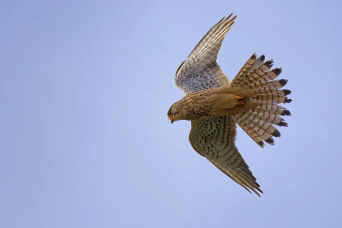 Gerahmter Druck : Falken in bebender Flug. Gerahmter Druck : Falken in bebender Flug.