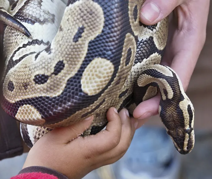 Gerahmter Druck : Kind und Zoobürgermeister halten eine Python-Schlange. Gerahmter Druck : Kind und Zoobürgermeister halten eine Python-Schlange.