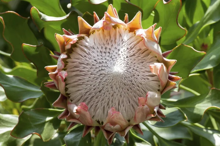 Gerahmter Druck : König-Protea (Protea cynaroides) Gerahmter Druck : König-Protea (Protea cynaroides)