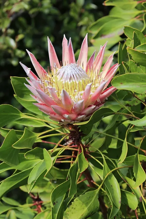 Gerahmter Druck : König-Protea (Protea cynaroides) Gerahmter Druck : König-Protea (Protea cynaroides)