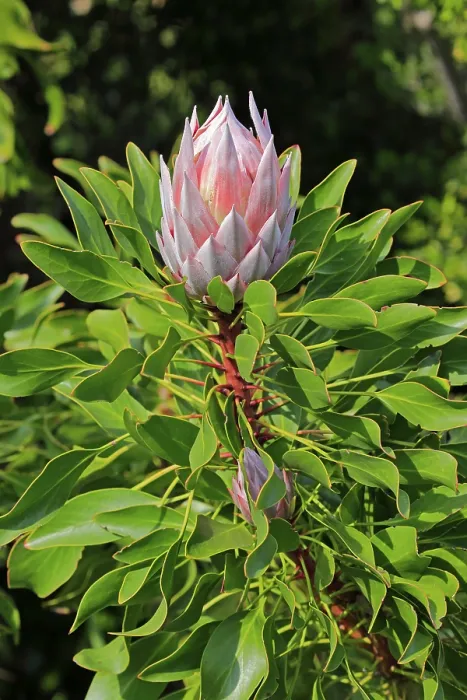 Gerahmter Druck : König-Protea (Protea cynaroides) Gerahmter Druck : König-Protea (Protea cynaroides)