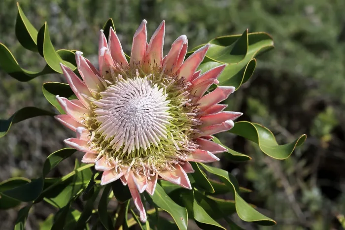 Gerahmter Druck : König-Protea (Protea cynaroides) Gerahmter Druck : König-Protea (Protea cynaroides)