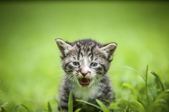 Gerahmter Druck : Katze im Gras. Gerahmter Druck : Katze im Gras.