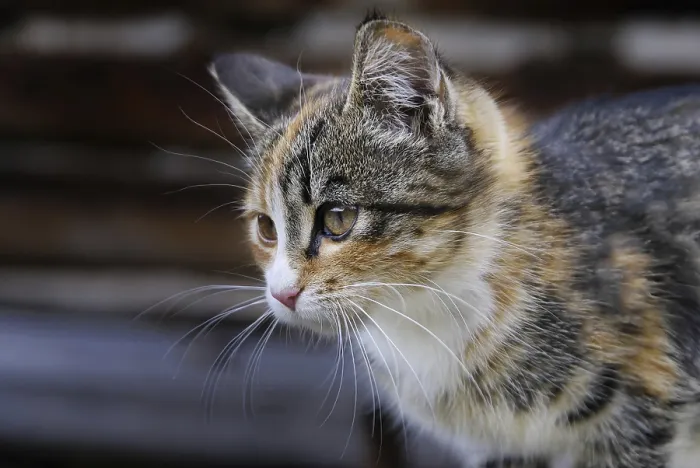 Gerahmter Druck : Kleine Katze Gerahmter Druck : Kleine Katze