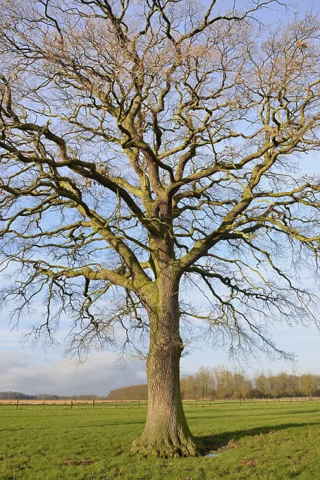 Gerahmter Druck : Knorrige Eiche (Quercus) auf einer Wiese. Gerahmter Druck : Knorrige Eiche (Quercus) auf einer Wiese.