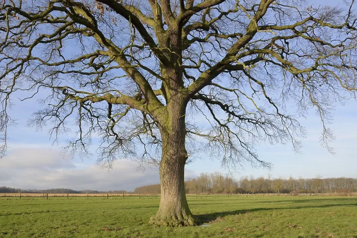 Gerahmter Druck : Knorrige Eiche (Quercus) auf einer Wiese. Gerahmter Druck : Knorrige Eiche (Quercus) auf einer Wiese.