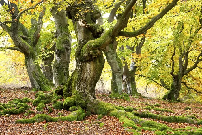 Gerahmter Druck : Knotige Kupfer-Buche (Fagus sylvatica) Gerahmter Druck : Knotige Kupfer-Buche (Fagus sylvatica)